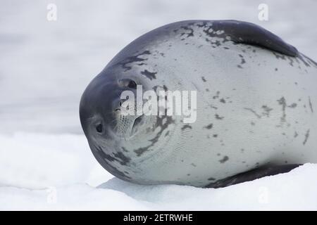 Crabeater Seal - auf Eisschläuchen Lobodon carcinophagus La Maire Channel Antarktische Halbinsel MA000993 Stockfoto