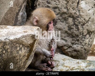 Ein junger japanischer Makaken oder Schneemaffe, Macaca fuscata, sitzt in den Felsen im Jigokudani Monkey Park, Präfektur Nagano, Japan. Stockfoto