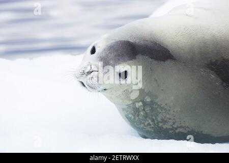 Crabeater Seal - auf Eisschläuchen Lobodon carcinophagus La Maire Channel Antarktische Halbinsel MA000997 Stockfoto