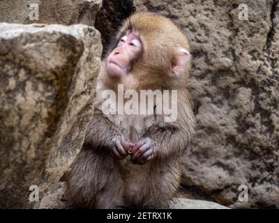 Ein junger japanischer Makaken oder Schneemaffe, Macaca fuscata, sitzt in den Felsen im Jigokudani Monkey Park, Präfektur Nagano, Japan. Stockfoto