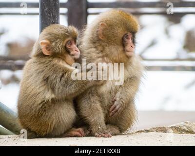 Ein Paar junger japanischer Makaken oder Schneemaffen, Macaca fuscata, sitzen zusammen auf den Felsen neben den heißen Quellen im Jigokudani Monkey Park, Nagano Stockfoto