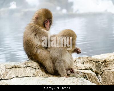 Ein Paar junger japanischer Makaken oder Schneemaffen, Macaca fuscata, sitzen zusammen, um sich auf den Felsen neben den heißen Quellen im Jigokudani Monkey Park zu verpflegen Stockfoto