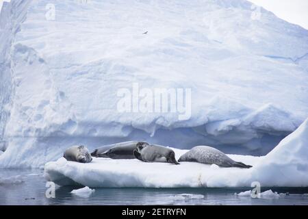 Krabbenrobbe auf EisschienenLobodon carcinophagus La Maire Channel Antarktis Penninsular MA001063 Stockfoto