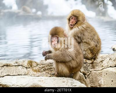Ein Paar junger japanischer Makaken oder Schneemaffen, Macaca fuscata, sitzen zusammen auf den Felsen neben den heißen Quellen im Jigokudani Monkey Park, Nagano Stockfoto