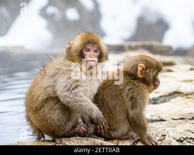 Ein Paar junger japanischer Makaken oder Schneemaffen, Macaca fuscata, sitzen zusammen auf den Felsen neben den heißen Quellen im Jigokudani Monkey Park, Nagano Stockfoto