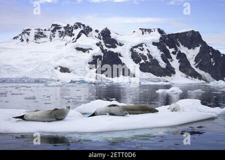 Crabeater Seal - auf Eisschollen mit schneebedeckten Bergen Im HintergrundLobodon carcinophagus La Maire Channel Antarctic Penninsular MA001077 Stockfoto