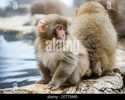 Ein Paar junger japanischer Makaken oder Schneemaffen, Macaca fuscata, sitzen zusammen auf den Felsen neben den heißen Quellen im Jigokudani Monkey Park, Nagano Stockfoto