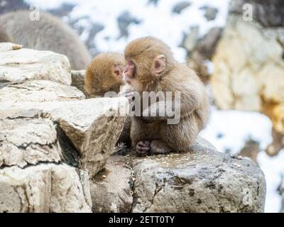 Ein Paar junger japanischer Makaken oder Schneemaffen, Macaca fuscata, sitzen zusammen auf den Felsen neben den heißen Quellen im Jigokudani Monkey Park, Nagano Stockfoto