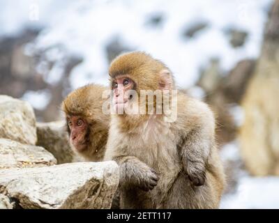 Ein Paar junger japanischer Makaken oder Schneemaffen, Macaca fuscata, sitzen zusammen auf den Felsen neben den heißen Quellen im Jigokudani Monkey Park, Nagano Stockfoto