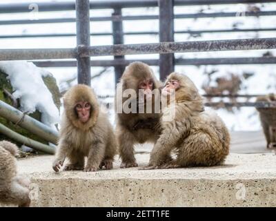 Eine Gruppe junger japanischer Makaken oder Schneemaffen, Macaca fuscata, ringen und spielen auf den Stufen in der Nähe der heißen Quellen im Jigokudani Monkey Park, Naga Stockfoto