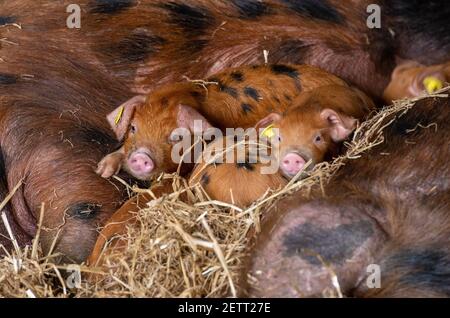 Chester, Cheshire, Großbritannien. März 2021, 1st. Hübsche kleine Oxford Sandy und schwarze Ferkel kuschelten sich in Stroh auf einer Farm in der Nähe von Chester, Cheshire. Die seltene traditionelle Rasse des Schweins ist in der Popularität von virtuellen Aussterben vor zwanzig Jahren zu erhöhen. Kredit: John Eveson/Alamy Live Nachrichten Stockfoto