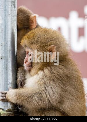 Ein junger japanischer Makaken oder Schneemaffen, Macaca fuscata, klammert sich an einen Gerüstmast in der Nähe der heißen Quellen im Jigokudani Monkey Park, Präfektur Nagano Stockfoto