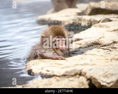 Ein junger japanischer Makaken oder Schneemaffe, Macaca fuscata, klettert in den heißen Quellen im Jigokudani Monkey Park, Präfektur Nagano, Japan, auf die Felsen. Stockfoto