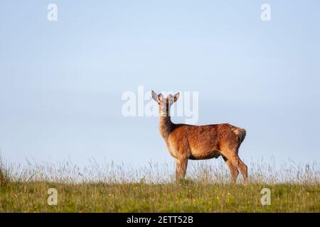 Junghirsch (Cervus elaphus), Mull, Schottland, Großbritannien Stockfoto