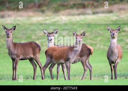 Rothirsch (Cervus elaphus), Lochranza, Arran, Schottland, Großbritannien Stockfoto