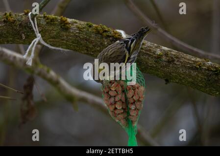 Eurasische Siskin (Spinus spinus) Fütterung von einem Vogelfutterhaus Stockfoto