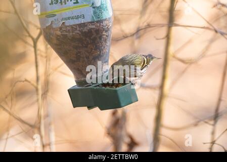 Eurasische Siskin (Spinus spinus), die von einem Vogelfutterhaus isst Stockfoto