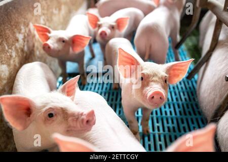 Ökologische Schweine und Ferkel auf dem heimischen Bauernhof, Schweine in der Fabrik Stockfoto