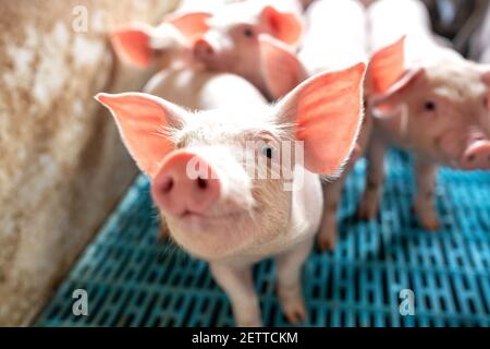 Nahaufnahme der Schweine Schnauze auf dem heimischen Bauernhof, Gruppe Schweine auf Ferkel Stockfoto