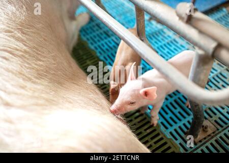 Kleines Ferkel auf dem Bauernhof, Viehzucht, Ferkel frisst Milch von der Mutter am Stall Stockfoto