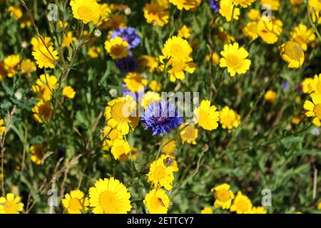 Mais Ringelblumen und Kornblumen wachsen im Garten Stockfoto
