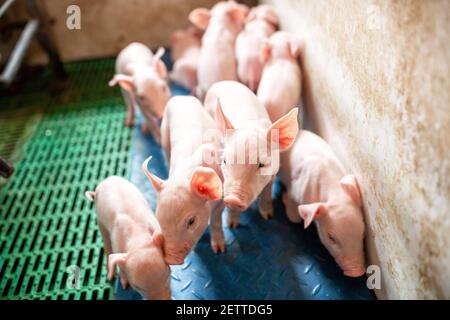 Ökologische Schweine und Ferkel auf dem heimischen Bauernhof, Schweine in der Fabrik Stockfoto