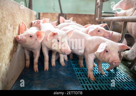 Ökologische Schweine und Ferkel auf dem heimischen Bauernhof, Schweine in der Fabrik Stockfoto