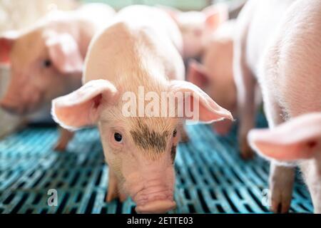 Ökologische Schweine und Ferkel auf dem heimischen Bauernhof, Schweine in der Fabrik Stockfoto