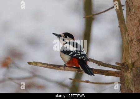 Buntspecht (Dendrocopos major) auf einem Zweig sitzend Stockfoto