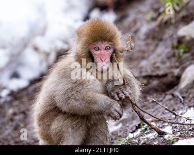 Ein junger japanischer Makaken- oder Schneemaffe, Macaca fuscata, spielt am Ufer nahe des Yokoyu Flusses im Jigokudani Monkey Park, Präfektur Nagano, Japan. Stockfoto