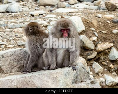 Japanische Makaken oder Schneemaffen, Macaca fuscata, sitzen am Ufer nahe dem Yokoyu Fluss im Jigokudani Monkey Park, Nagano Präfektur, Japan. Stockfoto