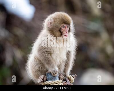 Ein junger japanischer Makaken oder Schneemaffe, Macaca fuscata, spielt auf einem Zaunpfosten in der Nähe des Yokoyu Flusses im Jigokudani Monkey Park, Nagano Präfektur, Jap Stockfoto