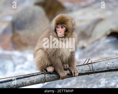 Ein junger japanischer Makaken- oder Schneemaffe, Macaca fuscata, überquert den Yokoyu-Fluss mit Versorgungskabeln im Jigokudani Monkey Park, Präfektur Nagano, Japa Stockfoto