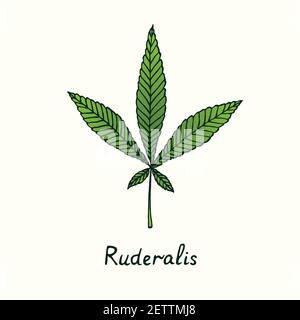 Ruderalis Cannabisblatt isoliert, Umrissfarbe einfache Doodle Zeichnung Stockfoto