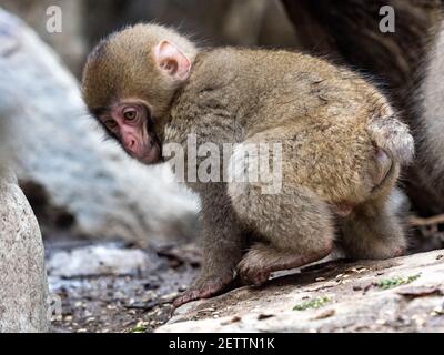 Ein junger japanischer Makaken- oder Schneemaffe, Macaca fuscata, spielt am Ufer nahe des Yokoyu Flusses im Jigokudani Monkey Park, Präfektur Nagano, Japan. Stockfoto