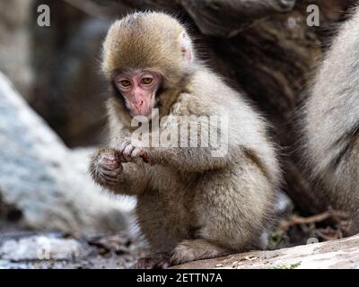 Ein junger japanischer Makaken- oder Schneemaffe, Macaca fuscata, spielt am Ufer nahe des Yokoyu Flusses im Jigokudani Monkey Park, Präfektur Nagano, Japan. Stockfoto