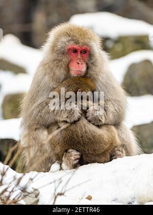 Eine Mutter und ein Kind japanischen Makaken oder Schneemaffe, Macaca fuscata, sitzt auf den Felsen neben den heißen Quellen im Jigokudani Monkey Park, Nagano Präfekt Stockfoto