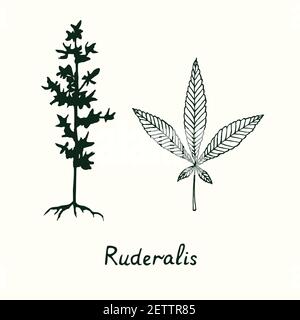 Ruderalis Cannabispflanze und Blatt isoliert, skizzieren einfache Doodle Zeichnung, Tiefdruck-Stil Stockfoto