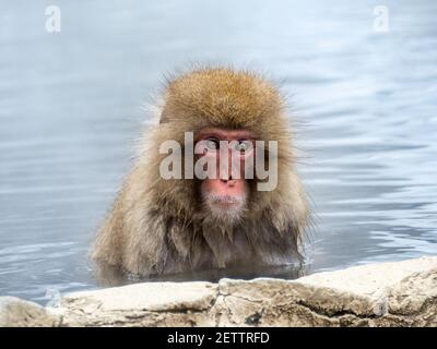 Ein japanischer Makaken oder Schneemaffe, Macaca fuscata, sitzt in den heißen Quellen im Jigokudani Monkey Park, Präfektur Nagano, Japan. Stockfoto