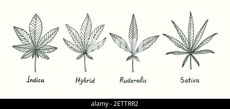 Indica, Hybrid, Ruderalis und Sativa Cannabis Blätter isoliert, skizzieren einfache Doodle Zeichnung, Tiefdruck-Stil Stockfoto