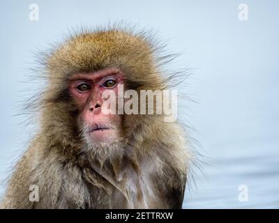 Ein japanischer Makaken oder Schneemaffe, Macaca fuscata, sitzt in den heißen Quellen im Jigokudani Monkey Park, Präfektur Nagano, Japan. Stockfoto