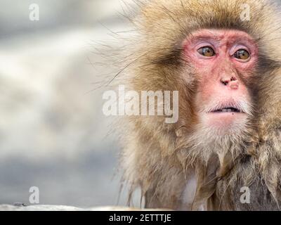 Ein japanischer Makaken oder Schneemaffe, Macaca fuscata, sitzt in den heißen Quellen im Jigokudani Monkey Park, Präfektur Nagano, Japan. Stockfoto