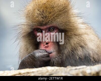 Ein japanischer Makaken oder Schneemaffe, Macaca fuscata, sitzt in den heißen Quellen im Jigokudani Monkey Park, Präfektur Nagano, Japan. Stockfoto