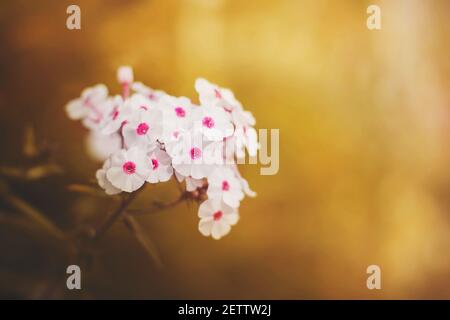 Weiße zart duftende Phlox-Blüten mit rosa Staubgefäßen blühen an einem hellen sonnigen Tag. Natur. Stockfoto