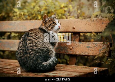 Auf einer alten Bank mit zerbröckelnder Farbe sitzt eine gestreifte, obdachlose Einzelkatze, die in Richtung des grünen Laubes verängstigt aussieht. Stockfoto