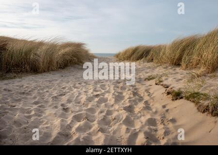Sandiger Weg an einem sonnigen Wintertag zwischen den Dünen auf der watteninsel Texel, Niederlande Stockfoto