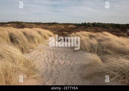 Sandiger Weg an einem sonnigen Wintertag zwischen den Dünen auf der watteninsel Texel, Niederlande Stockfoto