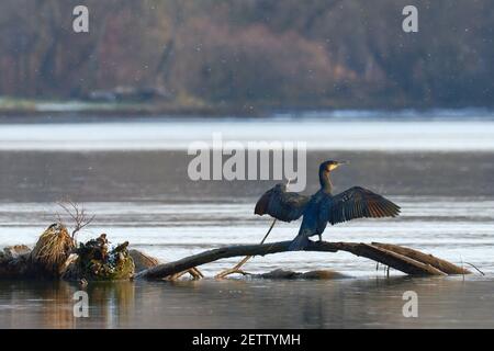 Großer Kormoran Vogel im Winter. Sitzt auf einem Ast mit ausgebreiteten Flügeln. Fallender Schnee. Gattungsart Phalacrocorax carbo. Stockfoto