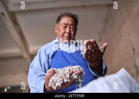 (210302) -- SANYA, 2. März 2021 (Xinhua) -- Zhao Guozhong überprüft Baumwollsaatgut in einem Lagerhaus auf der Nanfan-Zuchtbasis in Sanya, südchinesische Provinz Hainan, 28. Februar 2021. Zhao Guozhong, der 43 Frühlingsfeste auf der Nanfan-Zuchtbasis als Experte für Baumwollzucht verbracht hat, begann jeden Morgen seiner Tage in Sanya, indem er auf das Feld eilte, um Baumwollpflanzen zu bestäuben und ihr Wachstum unter der sengenden Sonne zu beobachten. Um den Baumwollzuchtprozess zu beschleunigen, reist Zhao zwischen Hainan und der Provinz Hebei in Nordchina hin und her, wo er im Oktober Baumwollproben in Hebr erntet Stockfoto