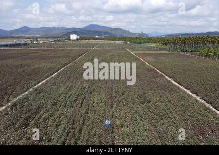 (210302) -- SANYA, 2. März 2021 (Xinhua) -- Luftfoto vom 28. Februar 2021 zeigt Zhao Guozhong, wie er das Baumwollwachstum auf dem Feld der Nanfan-Brutstätte in Sanya, der südchinesischen Provinz Hainan, kontrolliert. Zhao Guozhong, der 43 Frühlingsfeste auf der Nanfan-Zuchtbasis als Experte für Baumwollzucht verbracht hat, begann jeden Morgen seiner Tage in Sanya, indem er auf das Feld eilte, um Baumwollpflanzen zu bestäuben und ihr Wachstum unter der sengenden Sonne zu beobachten. Um den Baumwollzuchtprozess zu beschleunigen, reist Zhao zwischen Hainan und der Provinz Hebei in Nordchina hin und her, wo er im Oktober war Stockfoto